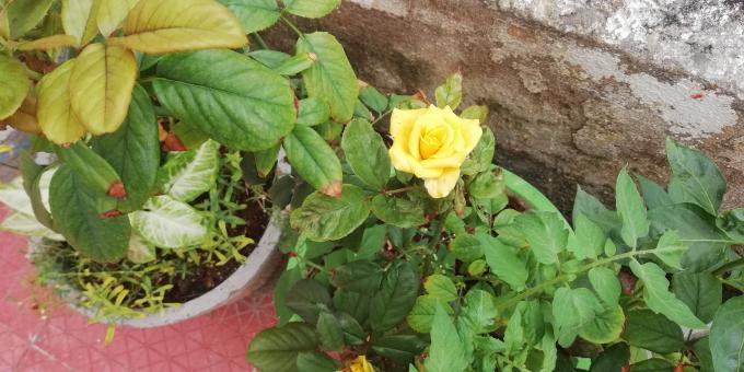 Yellow Rose - Free Stock Photo