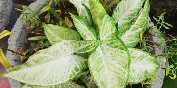 Green Plant Leaves - Free Stock Photo
