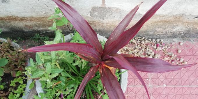 Dark Red Plant - Free Stock Photo