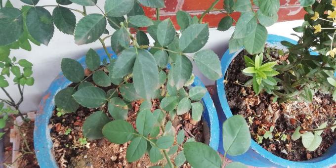 Plant and Green Leaves - Free Stock Photo