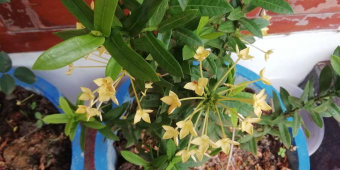 Plant with Yellow Flowers - Free Stock Photo
