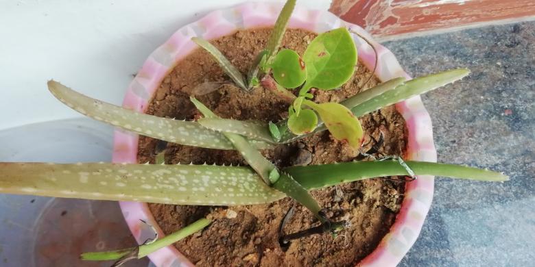 Free stock image of Aloe Vera Plant created by Girish N