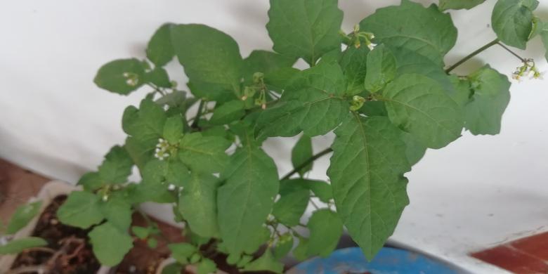 Free stock image of Green House Plant created by Girish N