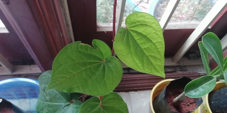 Free stock image of Green Plants and Leaves created by Girish N