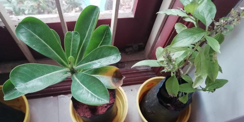 Free stock image of House Plants created by Girish N