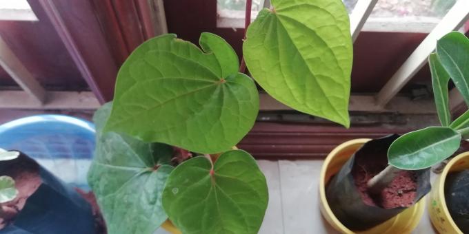 Green Leaves from Pot Plants - Free Stock Photo