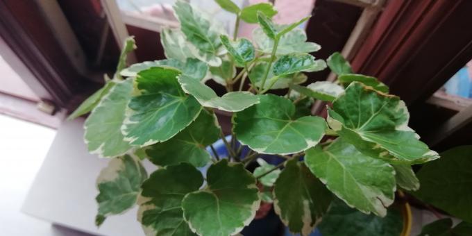 Green Plant with Leaves - Free Stock Photo