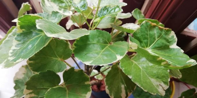 House Plant and Green Leaves - Free Stock Photo