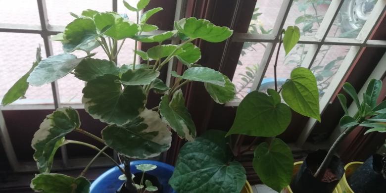 Free stock image of House Plants created by Girish N