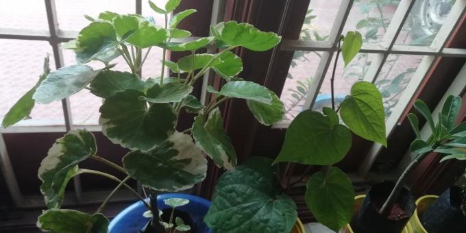 House Plants - Free Stock Photo