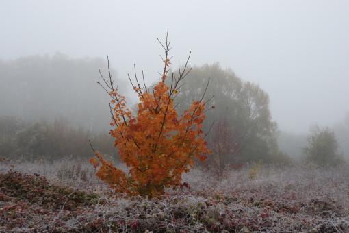 Free Stock Photo of Lonely tree in a foggy fall morning