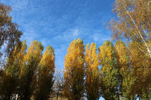 Free Stock Photo of Autumn trees