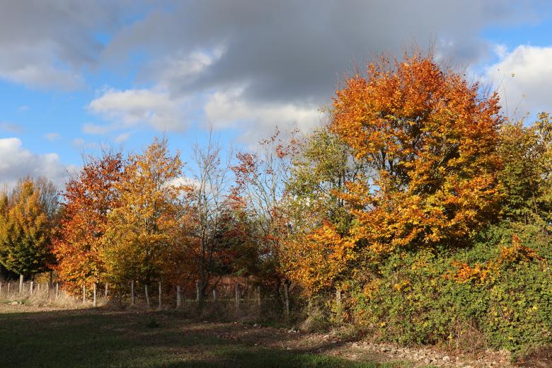 Free stock image of Trees in a meadow in autumn created by GAIMARD Jacques