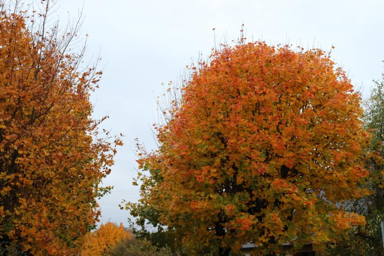 Free stock image of Colorful tree despite a grey weather created by GAIMARD Jacques