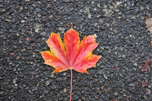 Red with yellow edges autumn leaf - Free Stock Photo