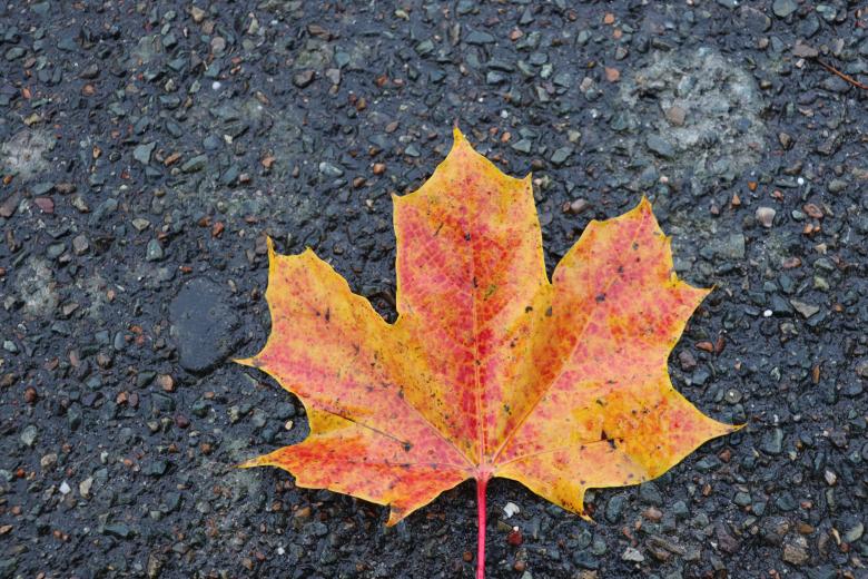 Free stock image of Yellow-red leaf on a street created by GAIMARD Jacques