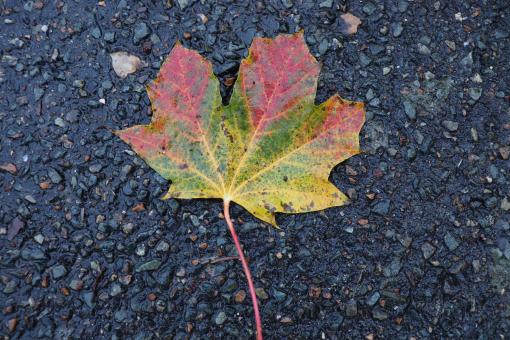 Autumn leaf dropped on a street - Free Stock Photo