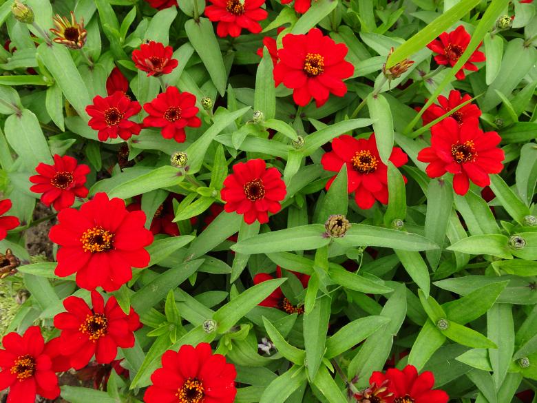 Free stock image of Scarlet red beauty created by GAIMARD Jacques