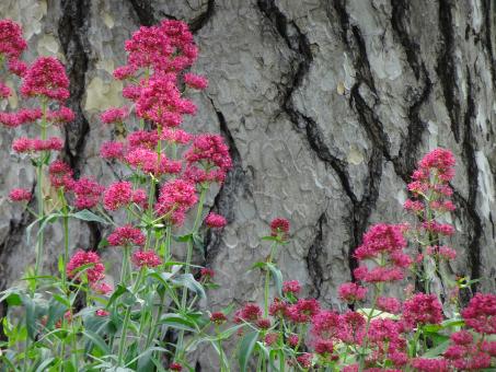 Pink flowers against bark - Free Stock Photo