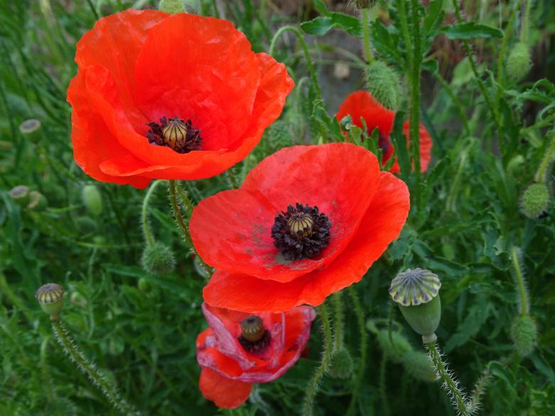 Free stock image of Dark-red poppies created by GAIMARD Jacques