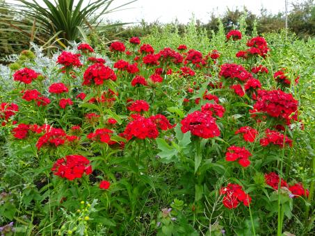 Free Stock Photo of Red marigold flowers in a garden