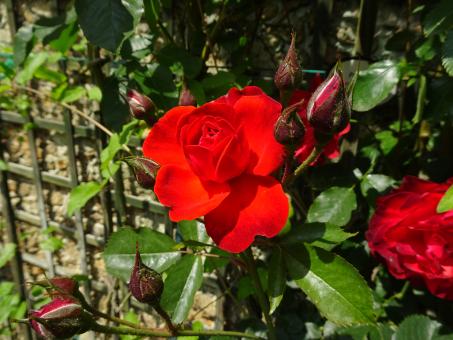 Free Stock Photo of Scarlet red rose in a public garden