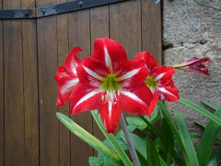 Free Stock Photo of Red and white amaryllis