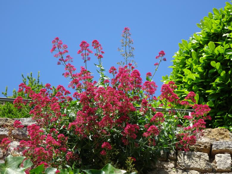 Free stock image of Red succulent plant on its wall created by GAIMARD Jacques