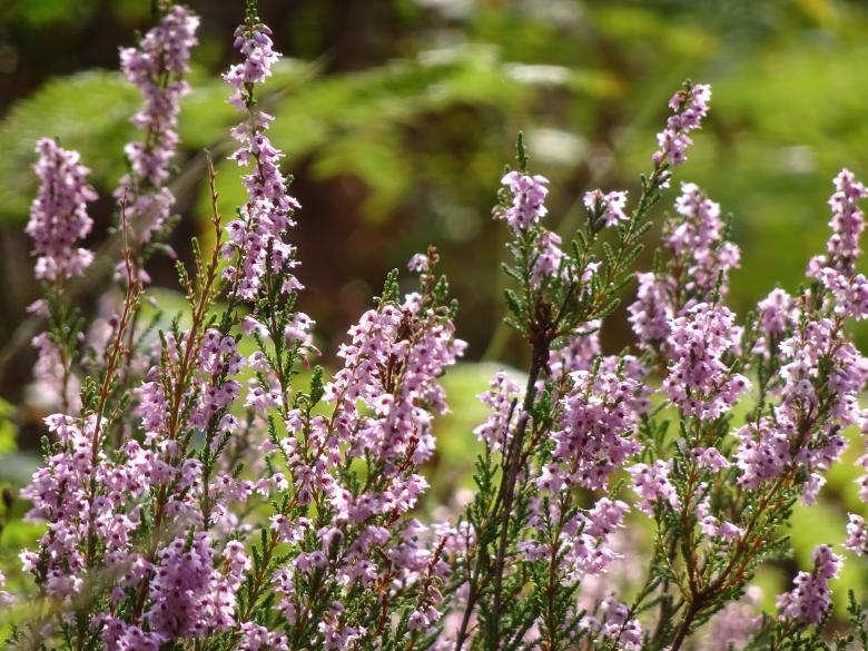 Free stock image of Pink heather created by GAIMARD Jacques