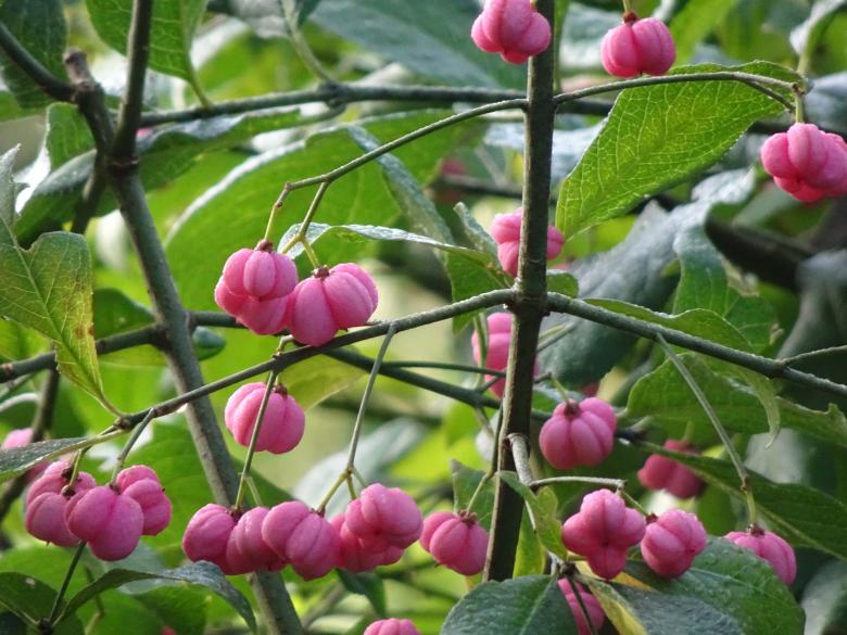 Free stock image of Strange "fruit" created by GAIMARD Jacques