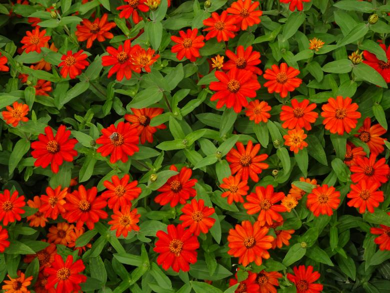 Free stock image of Red stars... created by GAIMARD Jacques