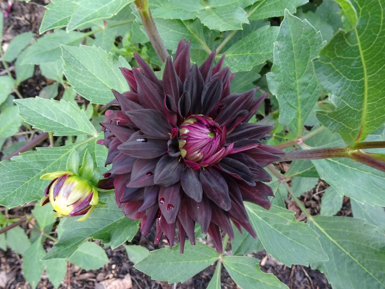 Free stock image of "Black" dahlia created by GAIMARD Jacques