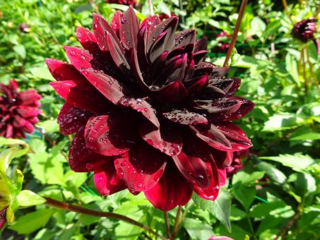 Free Stock Photo of Black dahlia with droplets of water