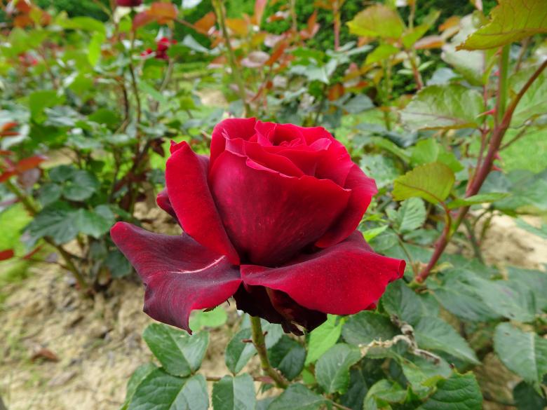 Free stock image of Splendid red rose created by GAIMARD Jacques