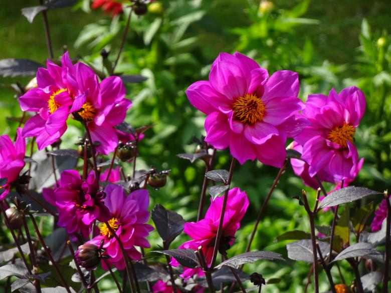 Free stock image of Flat dark pink dahlia created by GAIMARD Jacques