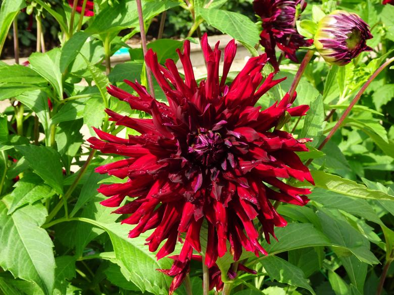Free stock image of Beautiful dark red dahlia created by GAIMARD Jacques
