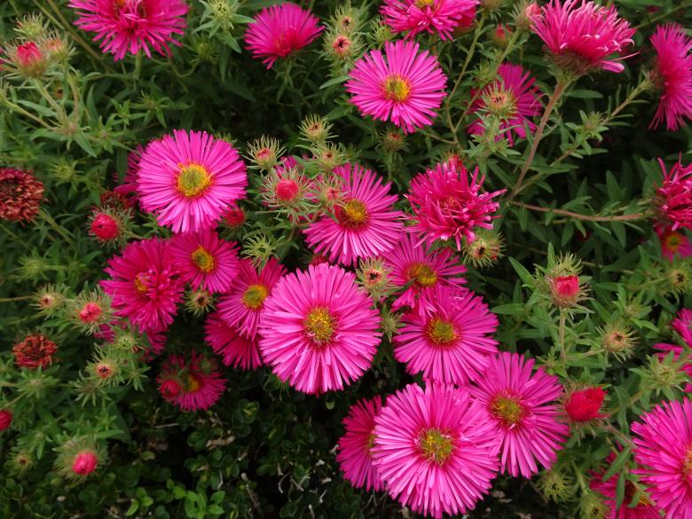 Free stock image of Pink beauties created by GAIMARD Jacques