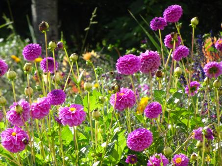 Free Stock Photo of Bed of small pink dahlias