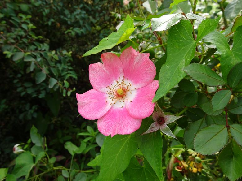 Free stock image of Simple pink rose created by GAIMARD Jacques