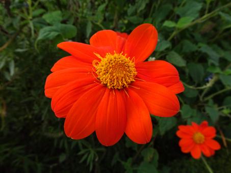 Free Stock Photo of Scarlet-red flower