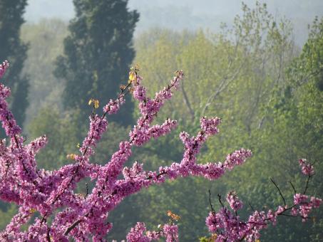 Pink Maple Tree - Free Stock Photo