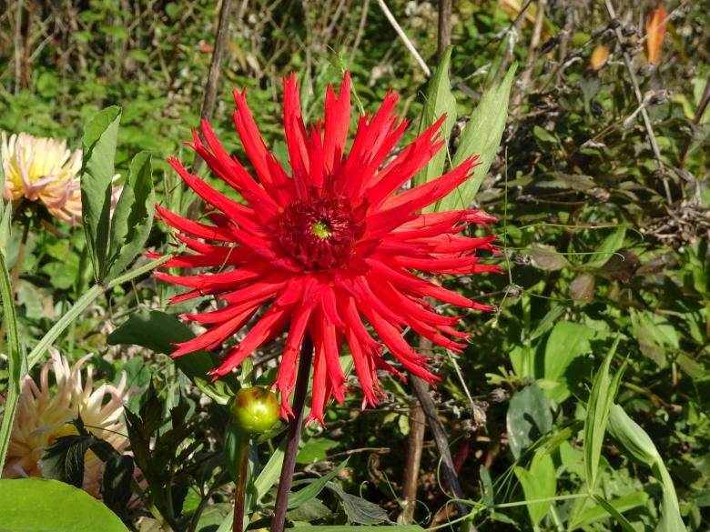 Free stock image of Scarlet Red Dahlia created by GAIMARD Jacques