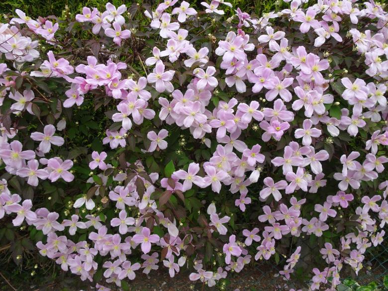 Free stock image of Pink clematis flowers created by GAIMARD Jacques