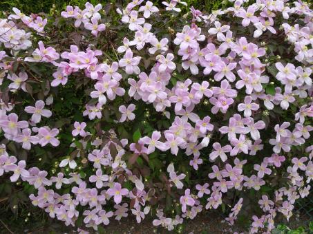 Pink clematis flowers - Free Stock Photo