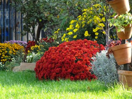 Free Stock Photo of Chrysanthemum and other fall flowers