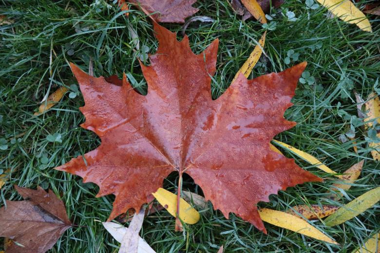 Free stock image of Autumn leaf in grass created by GAIMARD Jacques