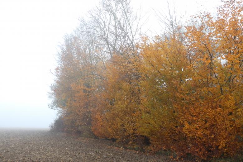 Free stock image of Autumn trees and mist created by GAIMARD Jacques