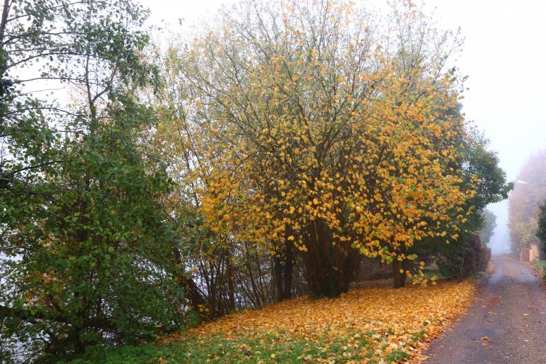 Free stock image of Autumn tree shedding leaves created by GAIMARD Jacques