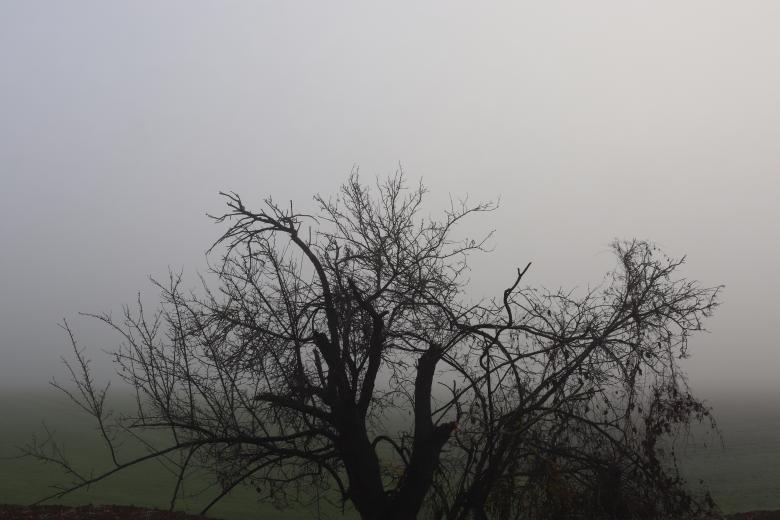 Free stock image of Gloomy Dead Tree created by GAIMARD Jacques