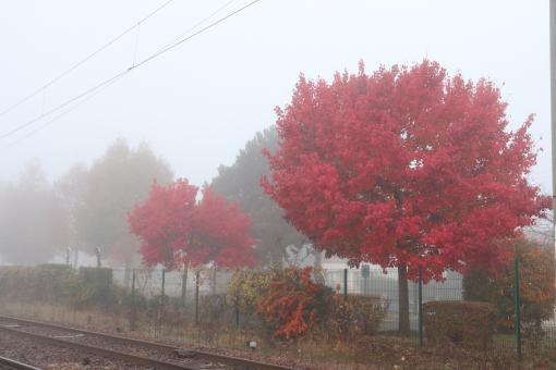 Red Autumn Trees - Free Stock Photo